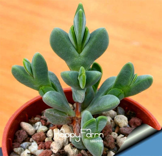 Rare Echinopsis Tubiflora Cactus Seeds - Succulent Seeds for Planting, Exotic Flowering Cactus