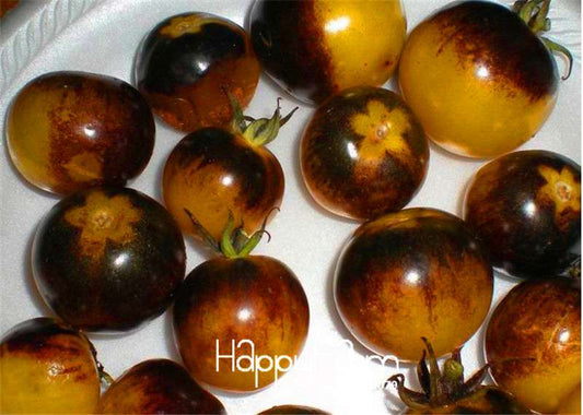 Rare Bumble Bee Heirloom Tomato Seeds - Low Acid, for Mini Garden | Non-GMO, USA Grown