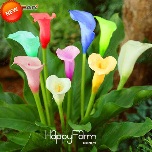 18 Color Rare Calla Lily Seeds - High Germination Rate, Fast US Shipping