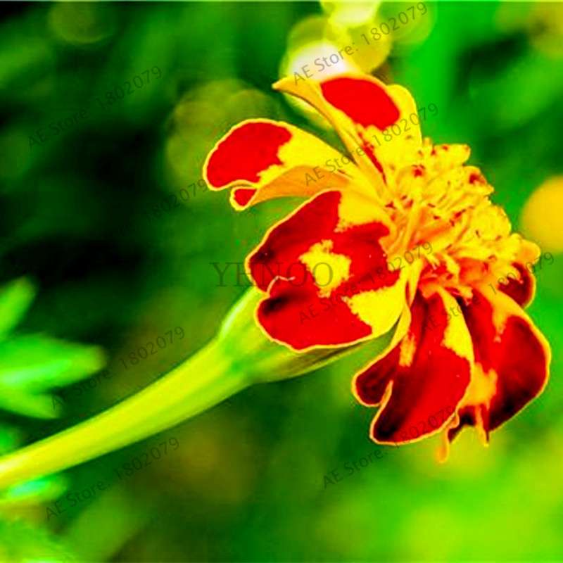 Buy Calendula Seeds - Premium Garden & Bonsai Flower Seeds for Indoor Planting, Big Sale!