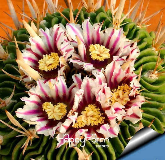 Rare Cactus Flower Seeds - Giant Heat-Tolerant Succulent Plants, Perennial Blooms for Home & Garden