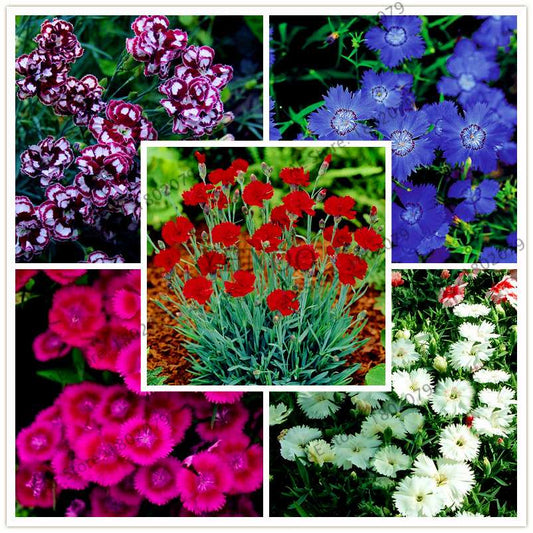 Dianthus Seeds - 24 Vibrant Colors, Easy to Grow, High Germination for DIY Garden Flowers | Fast Shipping