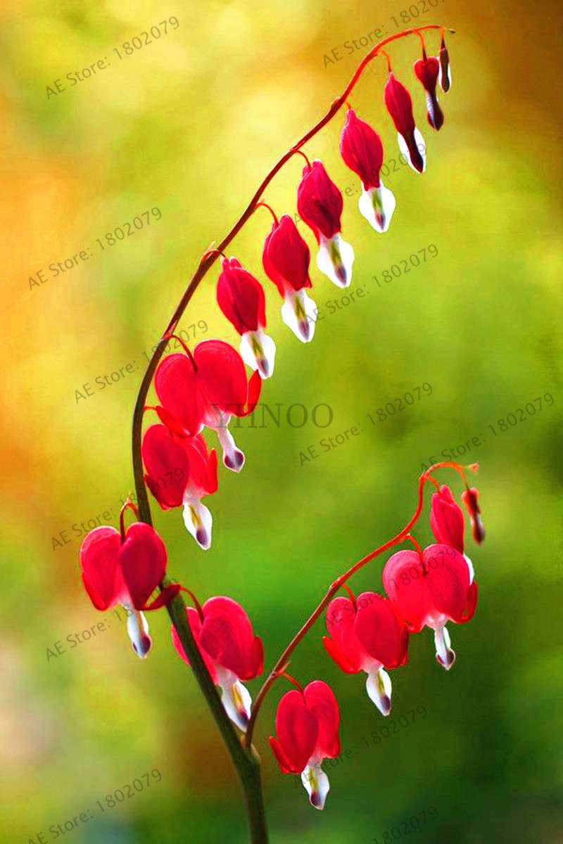 Bleeding Heart Seeds (Dicentra Spectabilis) - Orchid Seeds for Pots & Cottage Gardens