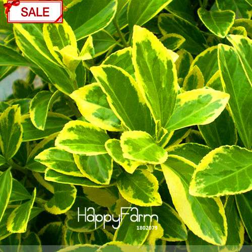Boxwood Bonsai Seeds - Grow Purifying Air Boxtree Plants, Real Potted Seeds for Home & Garden