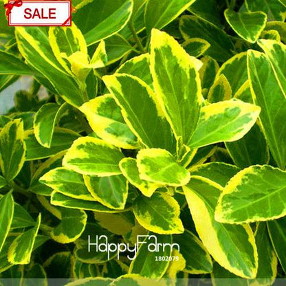 Boxwood Bonsai Seeds - Grow Purifying Air Boxtree Plants, Real Potted Seeds for Home & Garden