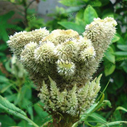 2025 Celosia Flower Seeds Mix Color - Cockscomb Seeds for Home Garden, Easy to Grow & DIY Planting