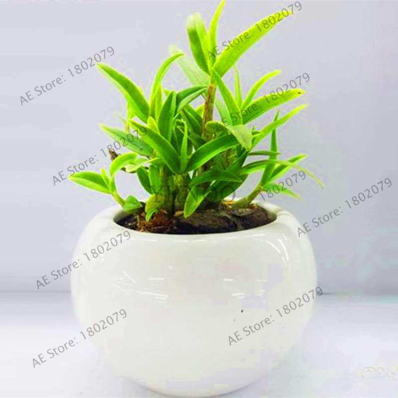 Rare Dendrobium Orchid Seeds - Perennial Indoor & Outdoor Balcony Office Plants