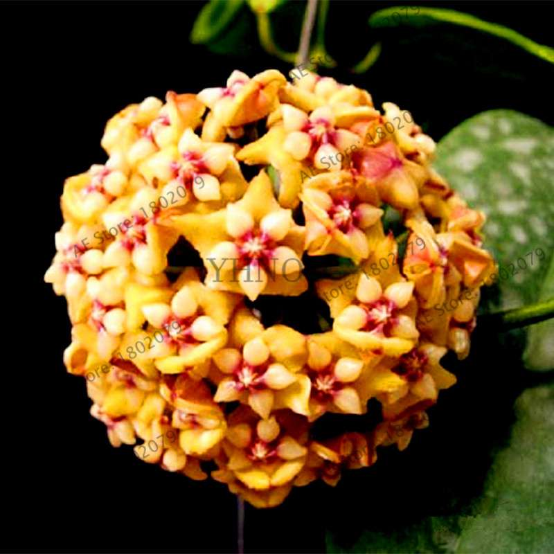 24 Color Hoya Carnosa Seeds - Rare Perennial Bonsai Plant for Home Garden