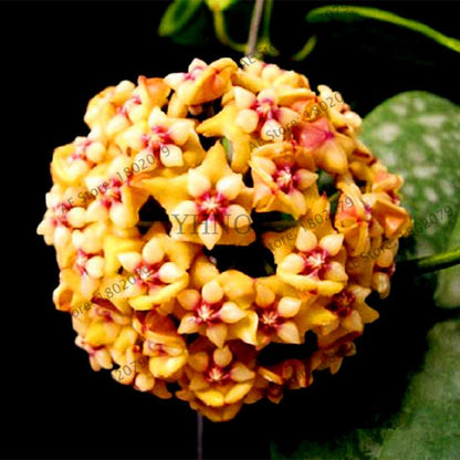 24 Color Hoya Carnosa Seeds - Rare Perennial Bonsai Plant for Home Garden