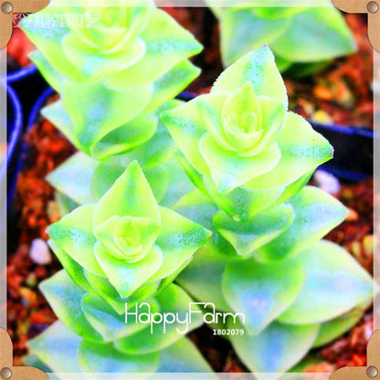 Rare Succulents Seeds - 99 Varieties, Lithops & Bonsai Plants for Office & Home