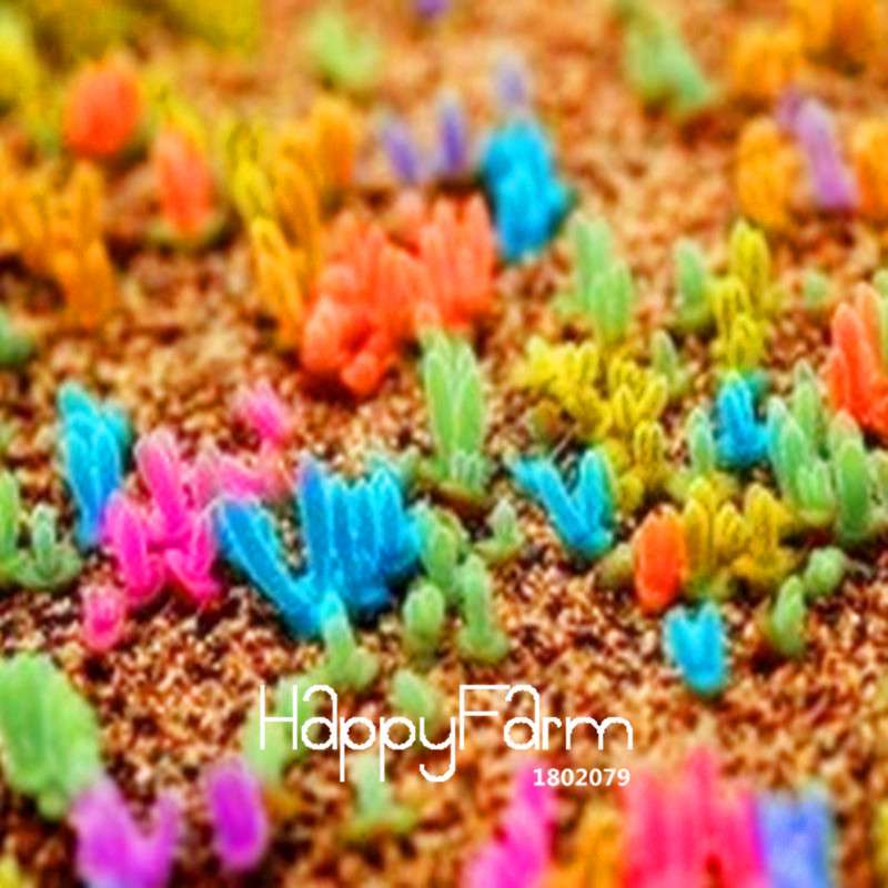 Colorful Monilaria Obconica Seeds - Little Rabbit Succulent Mix for Potted Bonsai & Home Garden