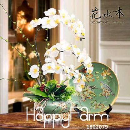 Phalaenopsis Orchid Seeds - Free Shipping, Easy Indoor Planting, Fresh Flowers