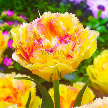 Rare Double Tulip Bulbs (Not Seeds) - 24 Colors, Fresh Flower Bulbs for Planting - Fast Shipping