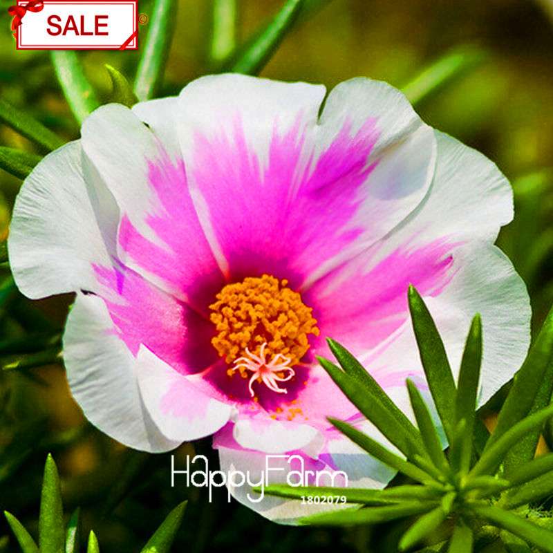 Purple & White Portulaca Grandiflora Seeds - Vibrant Sunflower-Like Blooms for Garden & Containers