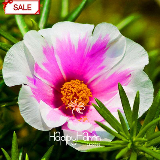 Purple & White Portulaca Grandiflora Seeds - Vibrant Sunflower-Like Blooms for Garden & Containers