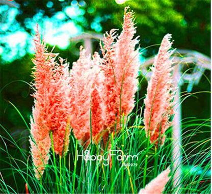 Pampas Grass Seeds - Beautiful Cortaderia for Home Garden Planting | Fast-Growing Flower Seeds