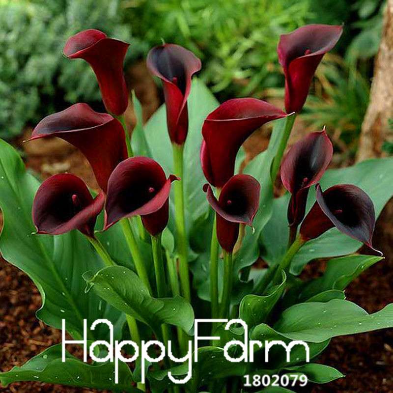 Black Calla Lily Seeds - Red Edge, Potted Bonsai, Patio & Balcony Planting, Fresh Flower Seeds for Home Garden