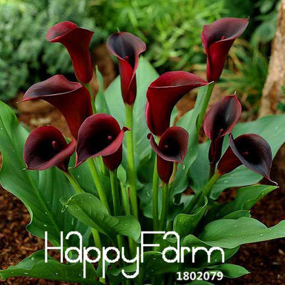 Black Calla Lily Seeds - Red Edge, Potted Bonsai, Patio & Balcony Planting, Fresh Flower Seeds for Home Garden