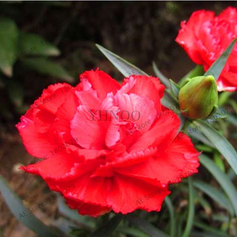 Rare Carnation Seeds - Dianthus Caryophyllus, Potted Bonsai Flower Seeds for Mother's Day, Home Garden Planting