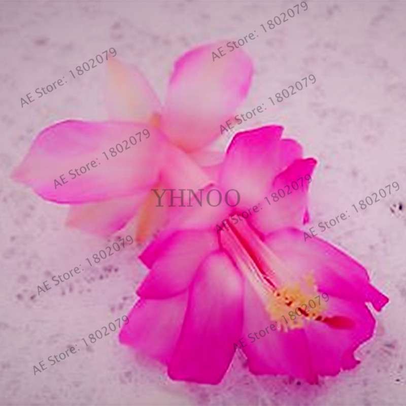 Mixed Color Christmas Cactus Seeds - Schlumbergera Bonsai Plant for Home & Garden Planting