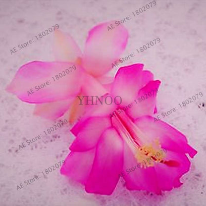 Mixed Color Christmas Cactus Seeds - Schlumbergera Bonsai Plant for Home & Garden Planting