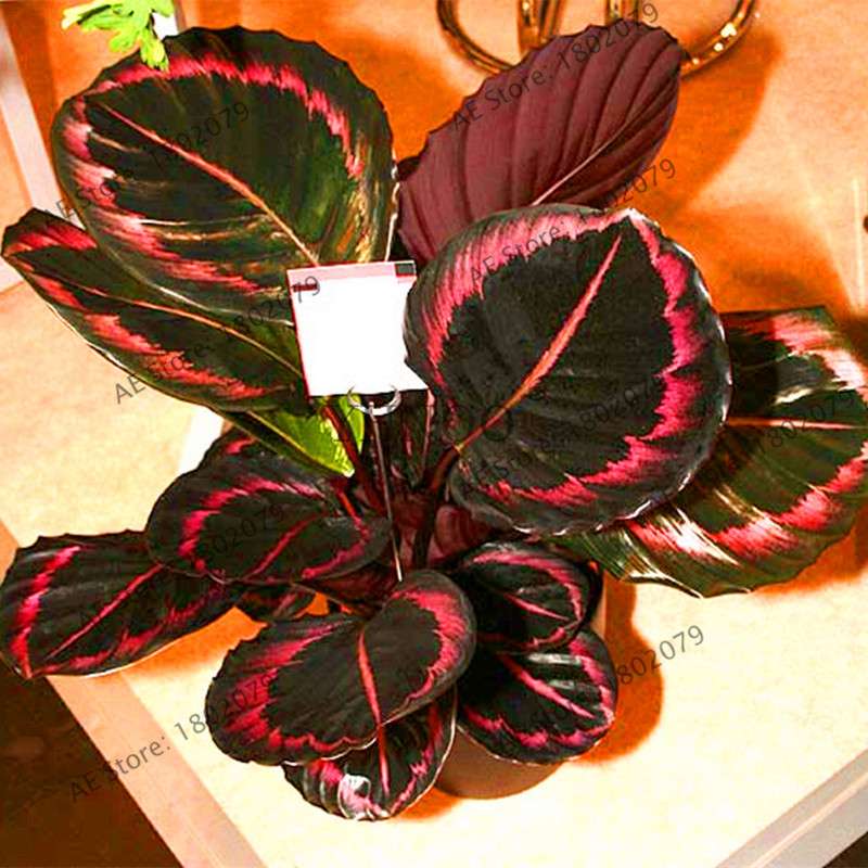 2025 Rare Palm Turtle Leaf Monstera Seeds - Home Bonsai & Perennial Plants, Mixed Foliage Flowers