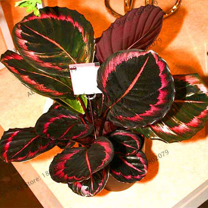2025 Rare Palm Turtle Leaf Monstera Seeds - Home Bonsai & Perennial Plants, Mixed Foliage Flowers
