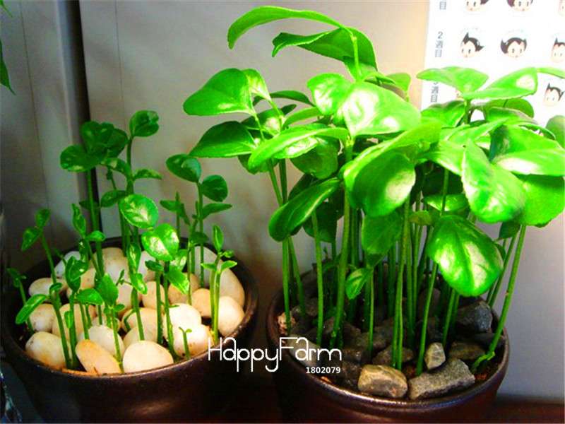 Kaffir Lime Seeds - 95% Sprout Rate, Potted Balcony Planting, All Seasons - High-Quality Lemon Seeds