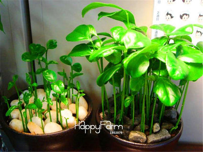 Kaffir Lime Seeds - 95% Sprout Rate, Potted Balcony Planting, All Seasons - High-Quality Lemon Seeds