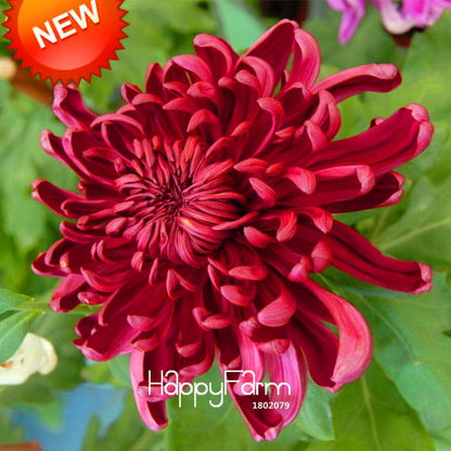 Rare Red Wine Chrysanthemum Seeds - Beautiful Potted Flowers for Home & Garden Planting