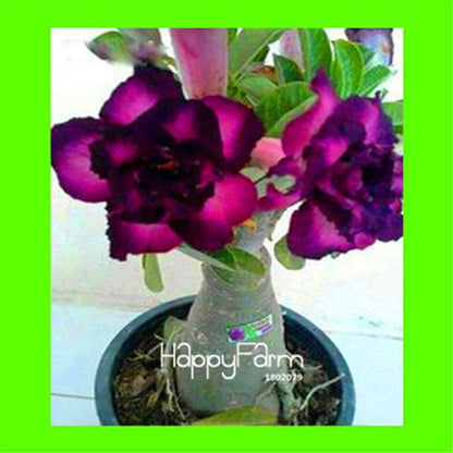 Desert Rose Seeds - Stunning Bonsai Flower for Garden, Balcony & Pots