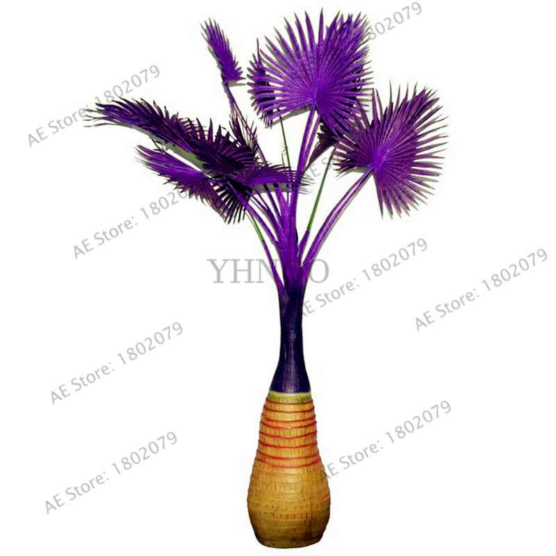 Bottle Palm Tree Seeds - Exotic Tropical Bonsai Plants for Home & Garden - Fast Shipping