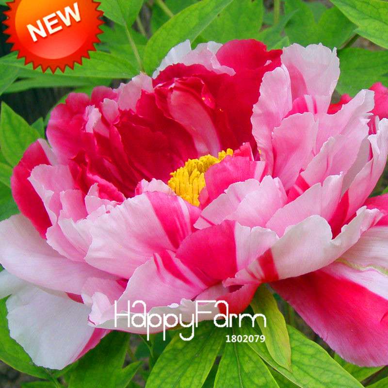 Purple & White Peony Seeds - for Home Garden, Bonsai & Potted Flowers | Premium Blooming Plant Seeds