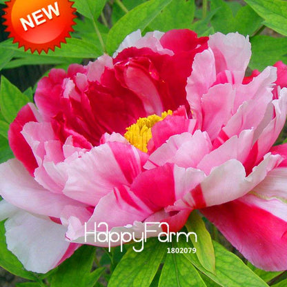 Purple & White Peony Seeds - for Home Garden, Bonsai & Potted Flowers | Premium Blooming Plant Seeds