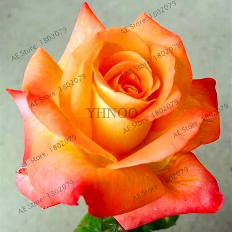 Rare Mixed Color Rose Seeds - Rainbow, Black, Blue - Bonsai Flower Seeds for Home Garden Planting