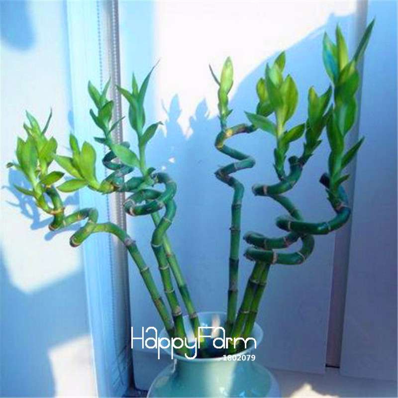 Lucky Bamboo Seeds - Easy-Grow Air Purifying Plants for Home & Garden DIY Planting