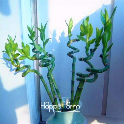 Lucky Bamboo Seeds - Easy-Grow Air Purifying Plants for Home & Garden DIY Planting