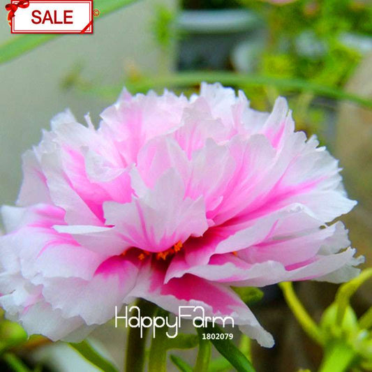 Koshiro Sunflower Portulaca Seeds - Vibrant Grandiflora Flowers for Garden & Containers