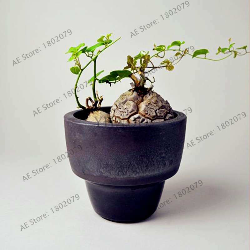 Dioscorea Elephantipes Seeds - Exotic Bonsai Plant for DIY Home Garden