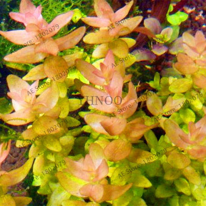 Mixed Aquarium Plants Seeds - Fish Tank Decor, Live Water Grass for Aquatic Plant Lovers