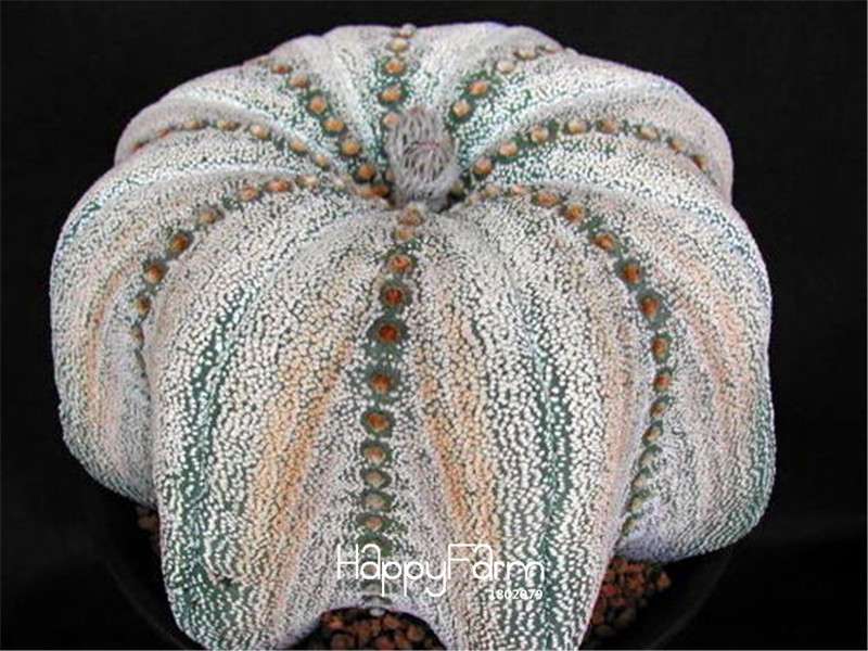 Rare Flower Seeds - Beautiful Cactus, Succulent, Lithops & Bonsai Hybrid Plants for Home Garden