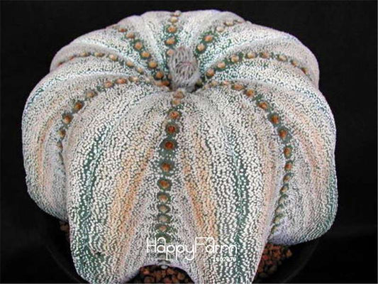 Rare Flower Seeds - Beautiful Cactus, Succulent, Lithops & Bonsai Hybrid Plants for Home Garden