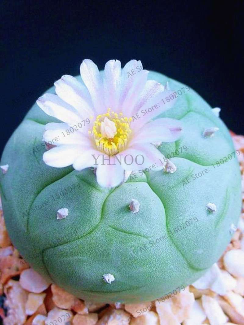 Rare Lithops Seeds - Living Stone Succulent Mix for Mini Garden, Bonsai & Assorted Flower Planting | Fast US Shipping