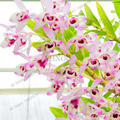 Rare Dendrobium Orchid Seeds - Perennial Indoor & Outdoor Balcony Office Plants