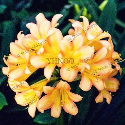 Chinese Clivia Seeds - Exotic Bonsai Flower for Home & Garden | Fast-Growing, Beautiful Blooms