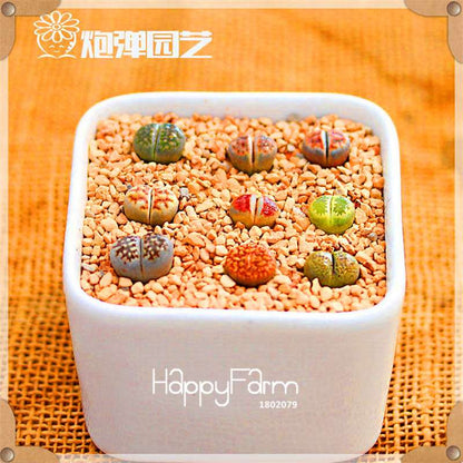Rare Succulents Seeds - 99 Varieties, Lithops & Bonsai Plants for Office & Home
