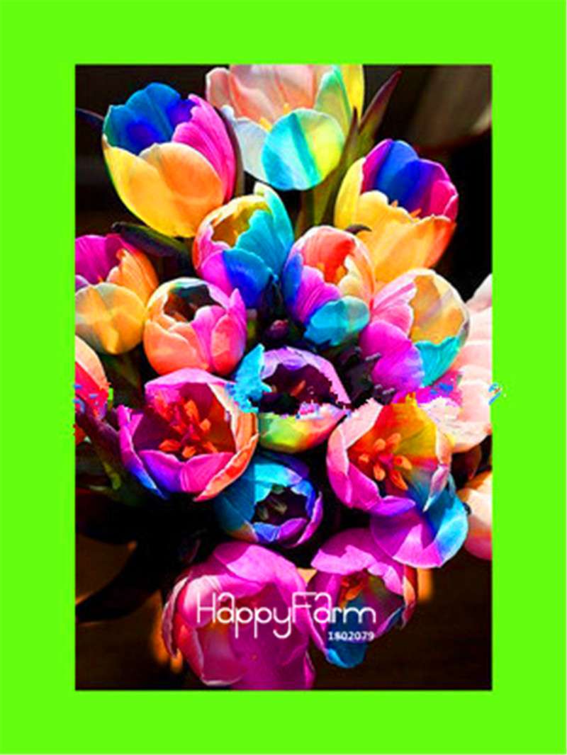Dutch Tulip Flower Seeds - Potted Bonsai for Home & Garden Planting