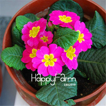 Rare Primrose Seeds (Primula malacoides) - Europe Bonsai Flower Seeds for Home Garden & Outdoor Planting