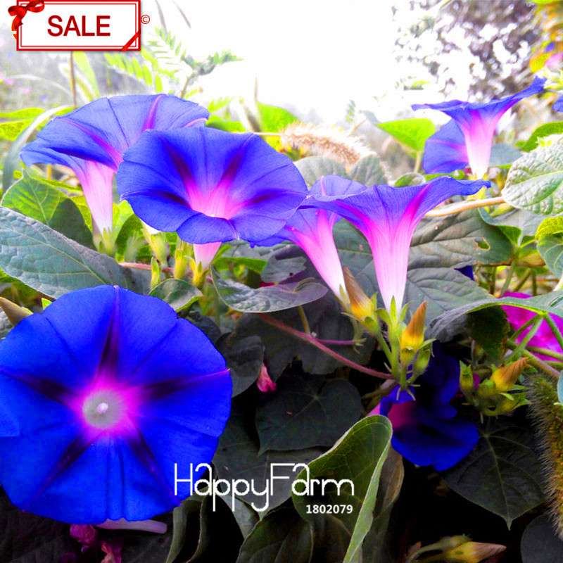 Morning Glory Seeds - Deep Blue Ipomoea Nil - Fast Blooming Chinese Flower Seeds for Garden