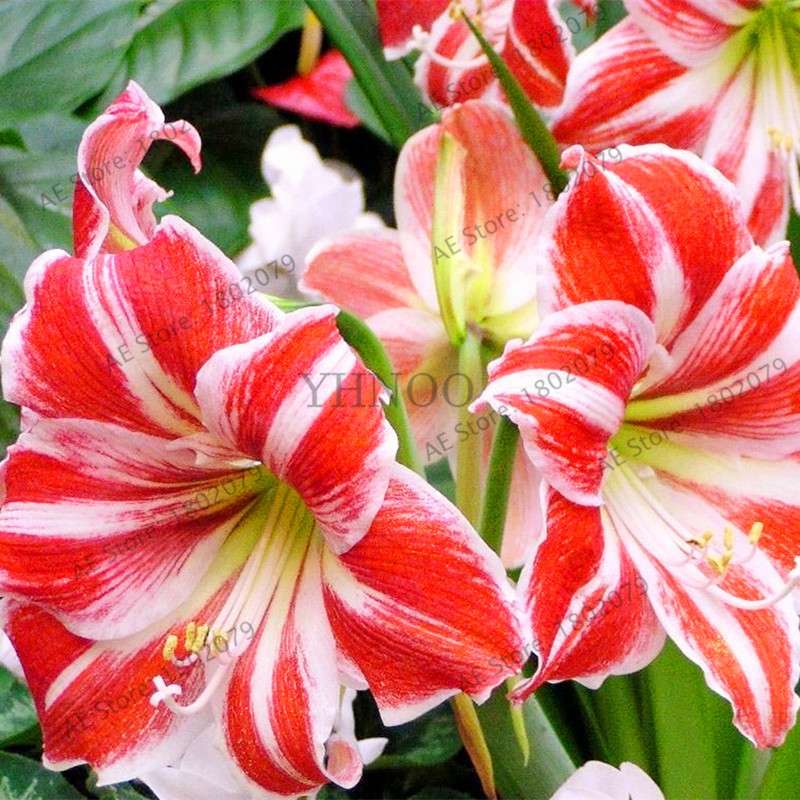 Vibrant Amaryllis Flower Seeds - High Germination, Easy to Grow, Hippeastrum Rutilum